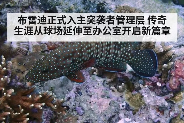 布雷迪正式入主突袭者管理层 传奇生涯从球场延伸至办公室开启新篇章
